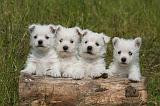 WESTIE 508